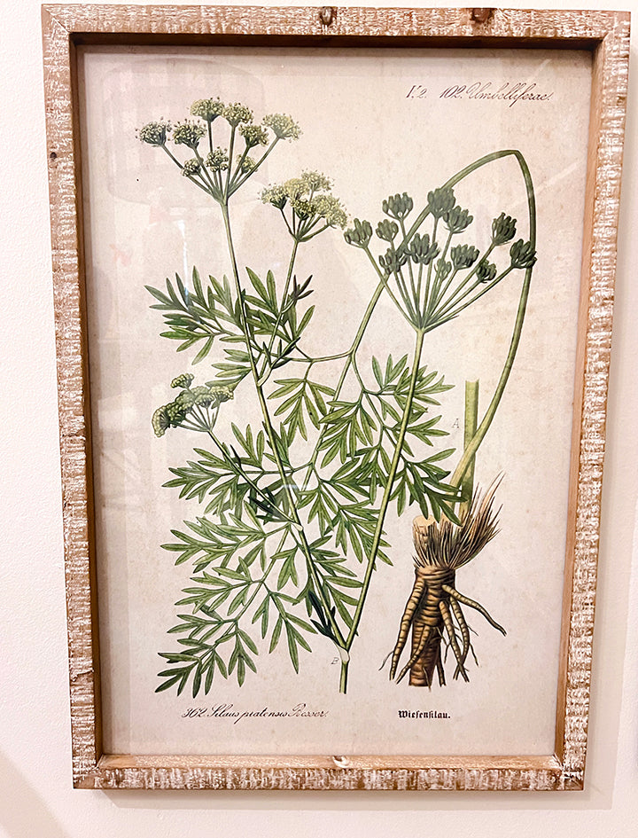 CUADRO BOTÁNICO N362