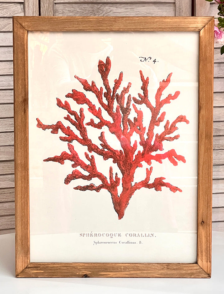 SEA CORAL PICTURE